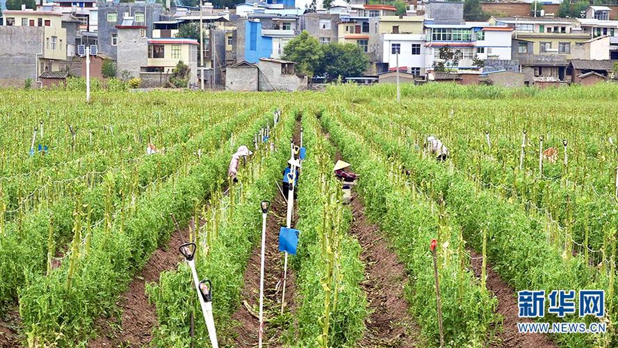 豌豆种植示范信息-豌豆种植示范信息报道