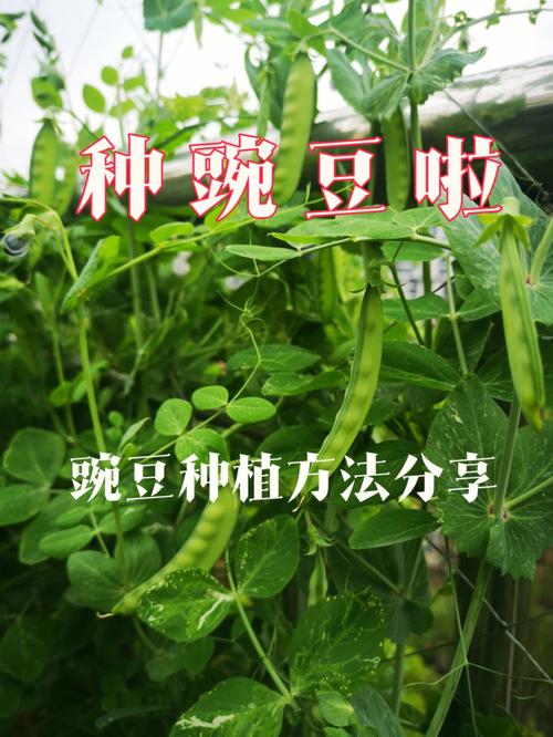 豌豆种植示范信息-豌豆种植示范信息报道