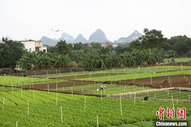 柳州种植项目招标公示信息-柳州大型蔬菜种植基地地址