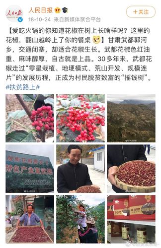 武都花椒种植信息查询官网-甘肃武都花椒批发市场在哪里