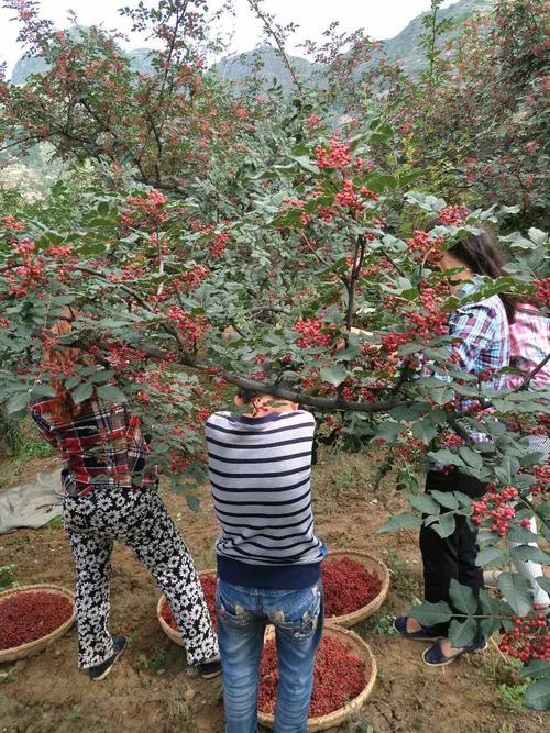 武都花椒种植信息查询官网-甘肃武都花椒批发市场在哪里