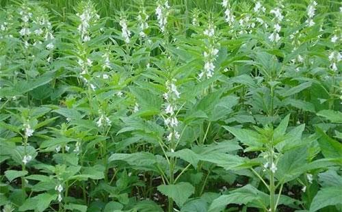 种植的芝麻可以撒草木灰吗-芝麻可以施肥吗