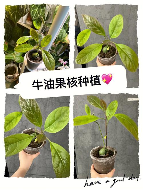 牛油果的种植方法-牛油果的种植方法的视频