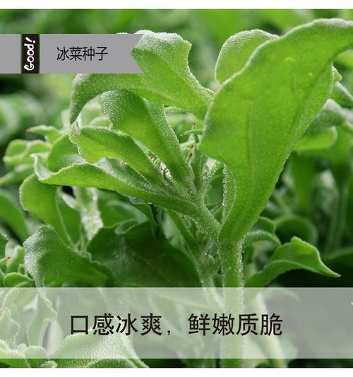 种植冰草的条件和方法-冰草的种植方法视频