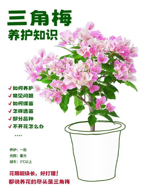 家庭种植花卉养护知识大全-家庭种植花卉品种