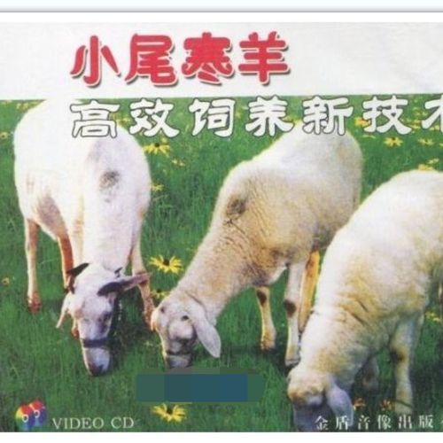 山羊养殖最佳方法-山羊养殖技术大全