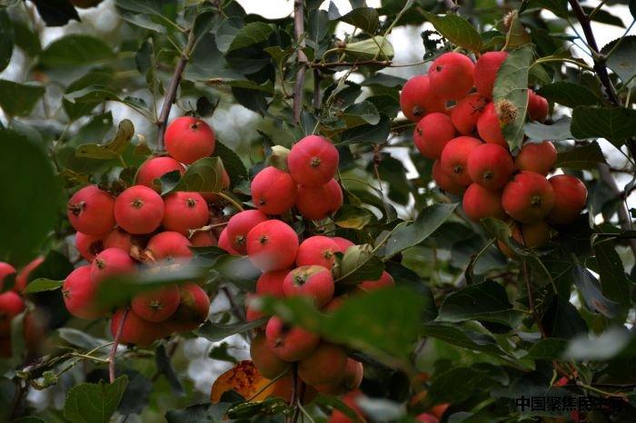 扎兰屯沙果种植信息-扎兰屯沙果图片