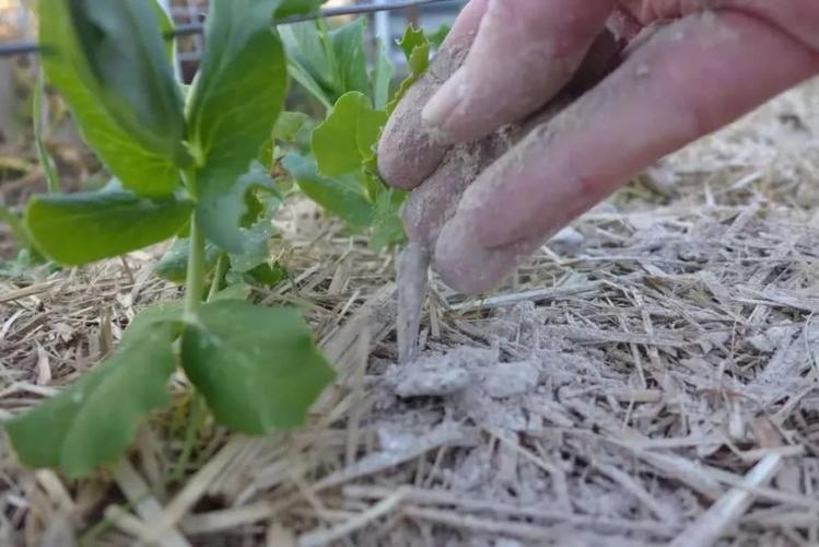 完全用草木灰种植可以吗-草木灰可以直接种花吗