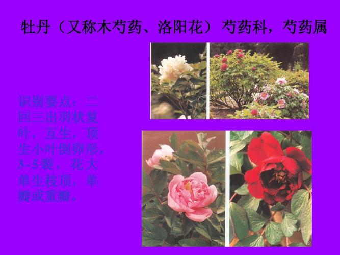 花卉相关文化知识有哪些-花卉文化的概念