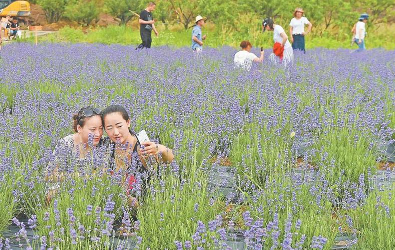 海口斑斓种植基地招聘信息-海南斑斓叶生产基地