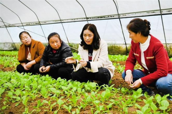 农技人员蔬菜种植信息-蔬菜种植技术员工作总结