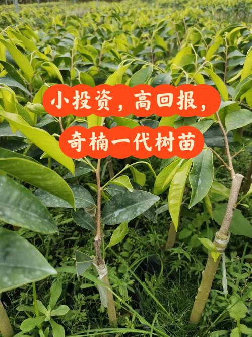 沉香种植招聘最新信息-沉香苗基地