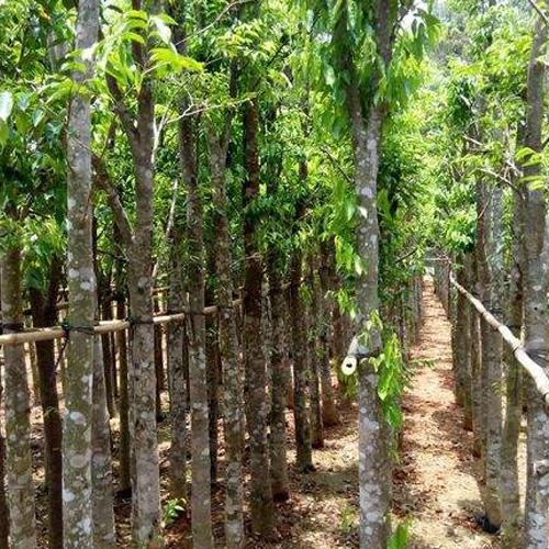 沉香种植招聘最新信息-沉香苗基地