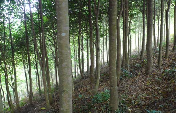 沉香种植招聘最新信息-沉香苗基地