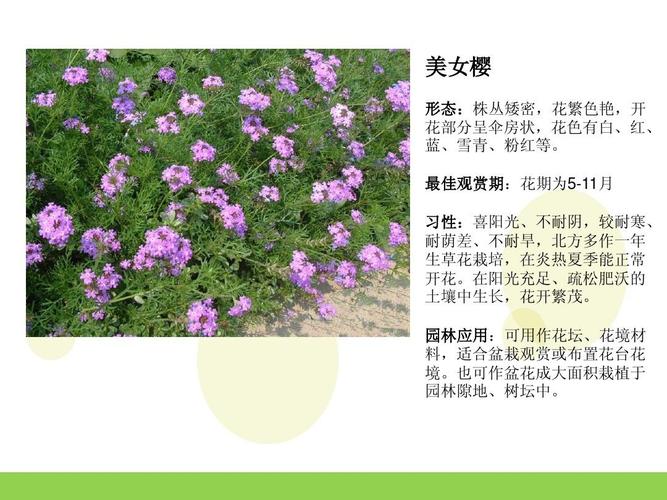 花卉有什么知识和特点-花卉的特征和作用