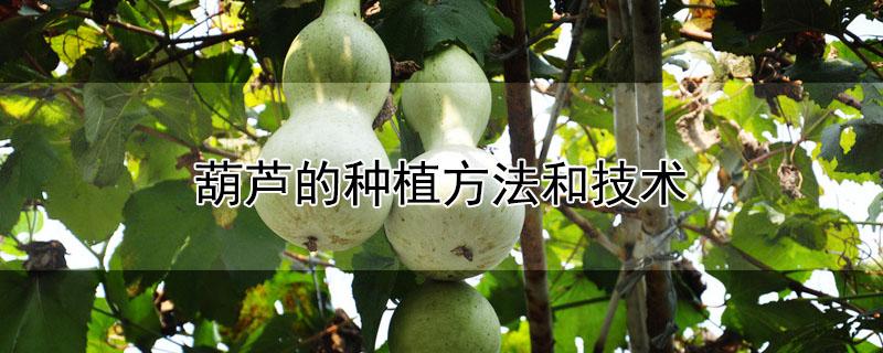 葫芦的家庭种植方法-葫芦种植的方法及注意事项