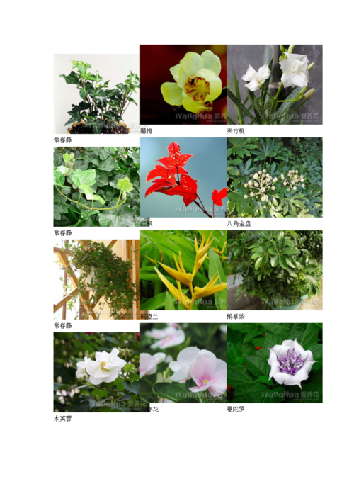 有关花卉的知识-花卉知识大全和简介