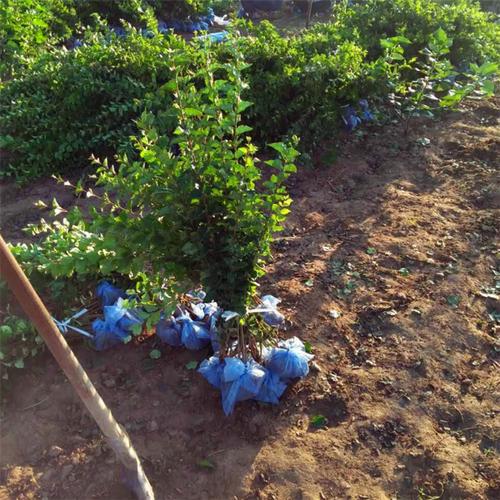 园艺种植基地招聘信息河南-河南苗木种植基地