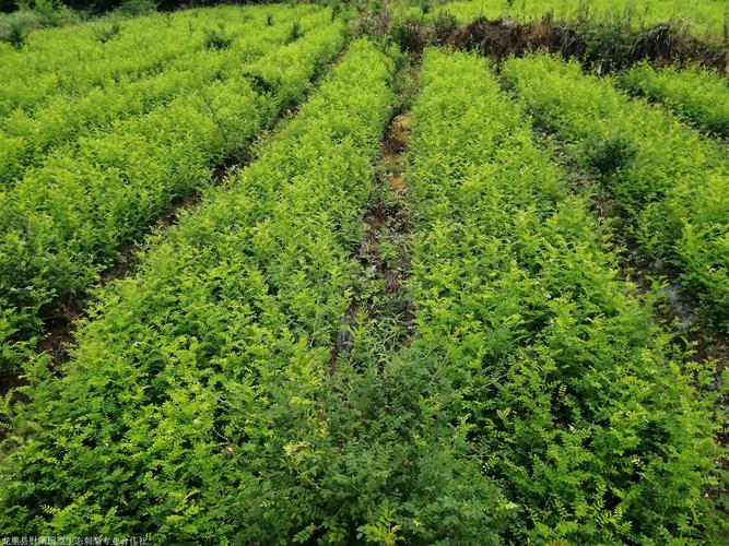 园艺种植基地招聘信息河南-河南苗木种植基地