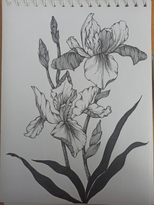 花卉线描知识大全简单易学-花卉线描画图片大全 简单入门