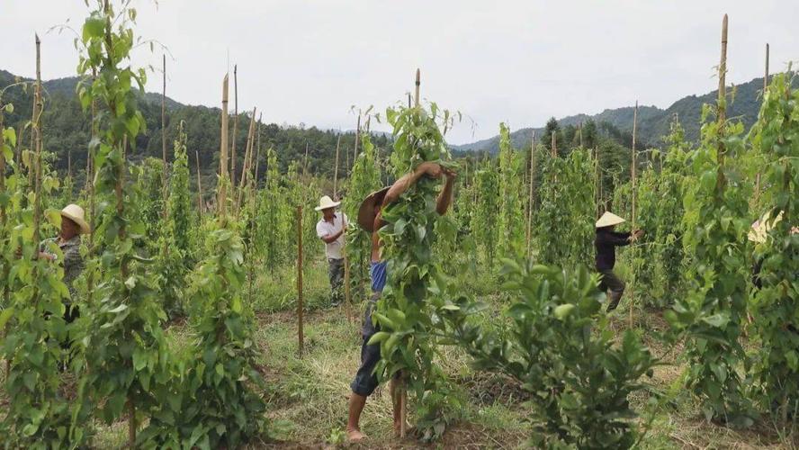 脚板薯种植可以用草木灰吗-脚板薯种植条件