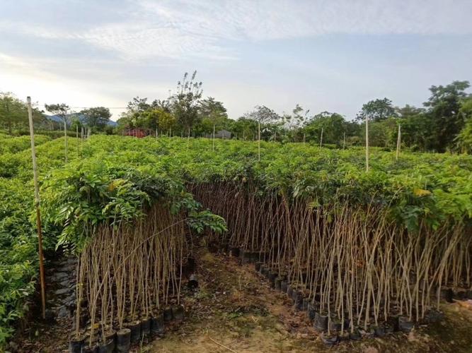 黄花梨种植方法与管理知识-黄花梨怎样种植才出格