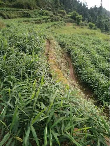 种植生姜怎样给草木灰施肥-种植生姜怎样给草木灰施肥呢