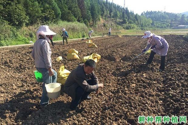 种植生姜怎样给草木灰施肥-种植生姜怎样给草木灰施肥呢