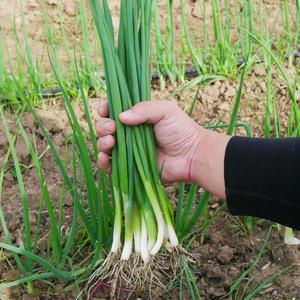 西红柿的栽子种植方法-西红柿的栽子种植方法图解