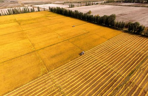 新疆种植地转让信息公示-新疆种植基地