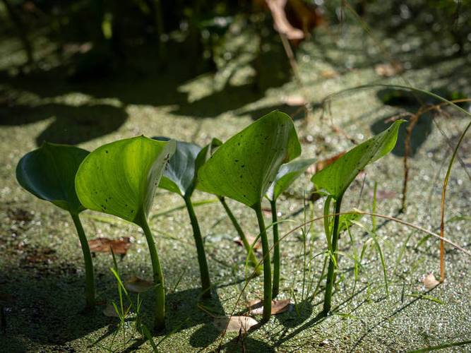 花卉水芋种植方法-水芋的种植