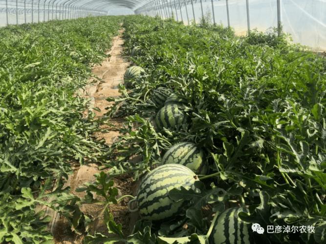 义乌西瓜种植时间最新信息-义乌哪里有西瓜种植户