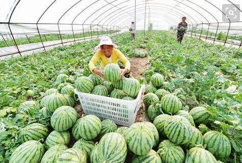 义乌西瓜种植时间最新信息-义乌哪里有西瓜种植户