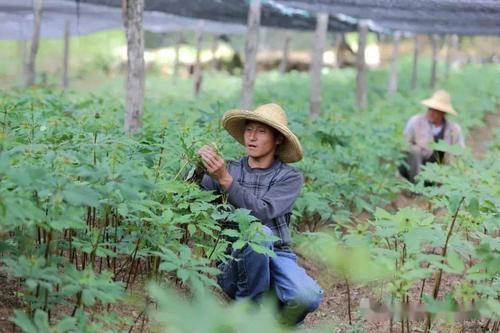 云南中草药种植信息网-云南省中药材种植行业协会