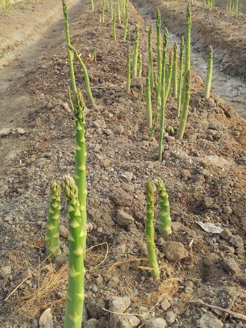 种植芦笋管理方法及技术-家庭种植芦笋的详细方法,请收藏