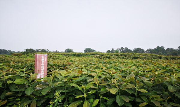 中药材种植业招聘信息-中药材种植基地招聘