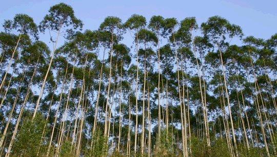 荒山种植桉树招租信息最新-荒山种植桉树招租信息最新版