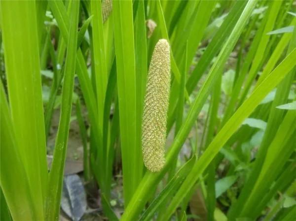 昌蒲的种植方法和禁忌-昌蒲如何养