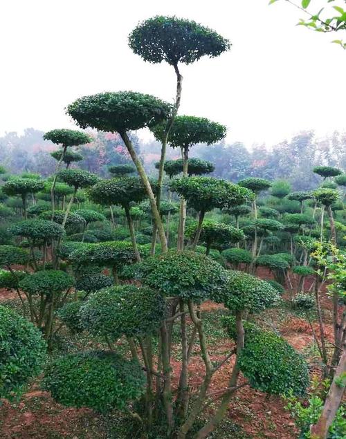 女贞树桩种植方法-女贞树桩培养方法