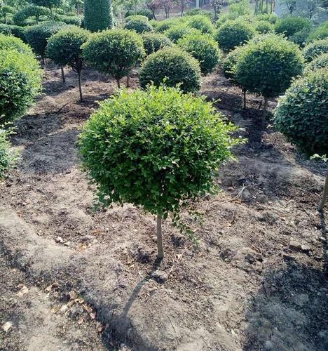 女贞树桩种植方法-女贞树桩培养方法