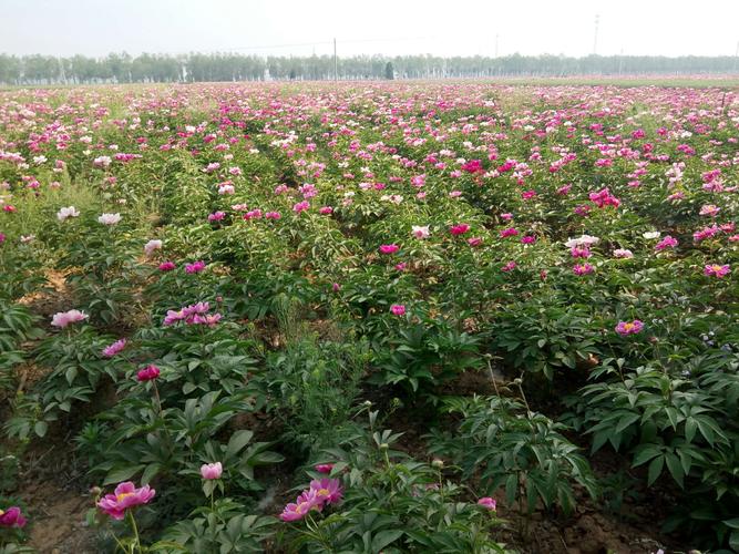 陕西芍药种植基地出售信息-芍药种苗种植基地