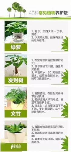 花卉养护小知识有哪些方面的内容-50种常见花卉养护方法