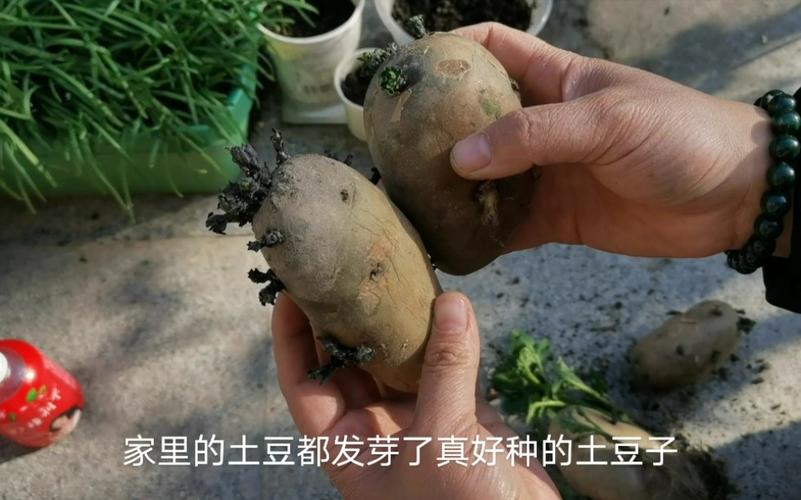 种植土豆盆栽无草木灰-种植土豆盆栽无草木灰怎么办