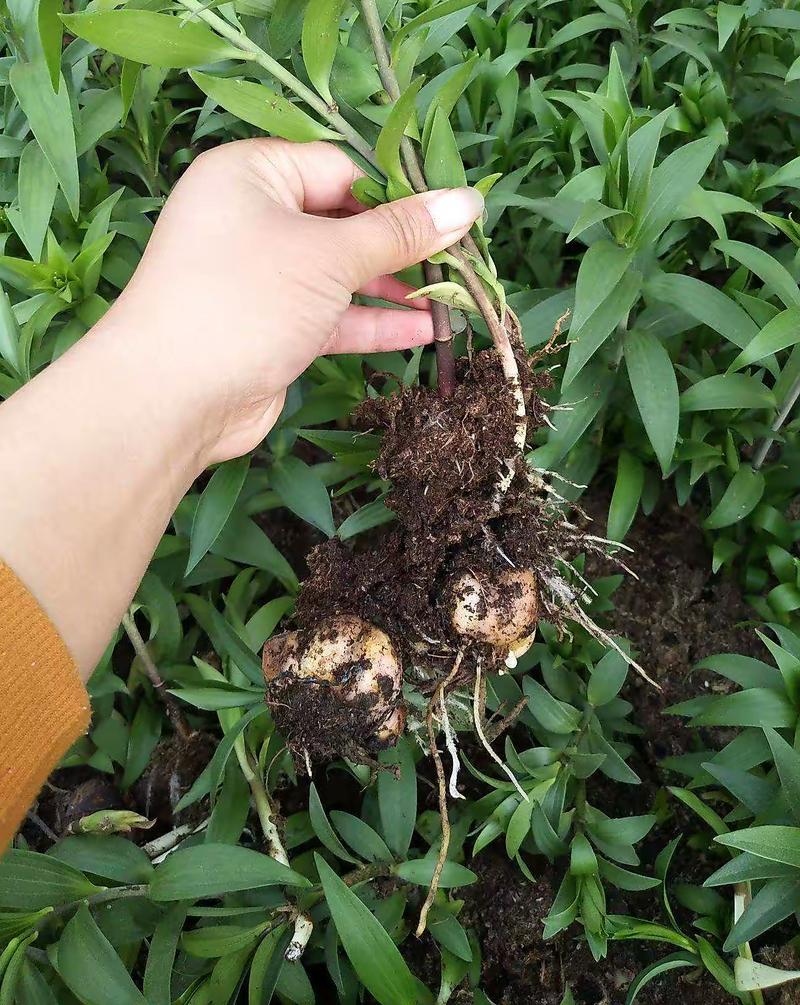 百合可以用草木灰种植吗-百合可以用草木灰种植吗