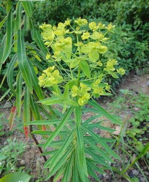 甘遂的种植方法-甘遂植株