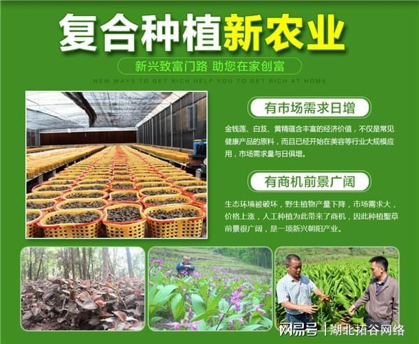 乡镇种植中药材新闻信息-中药材种植助力乡村振兴