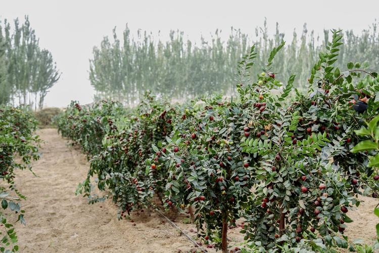 红枣种植信息简报内容怎么写-红枣种植植技术