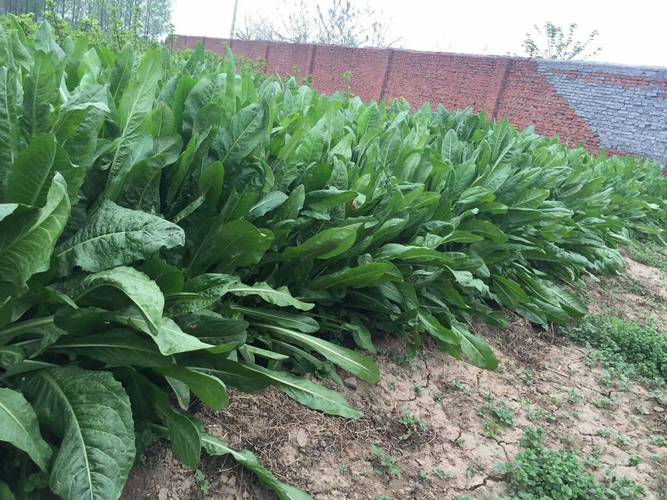 菊苣种子养殖方法-菊苣种植方法具体如下