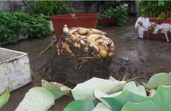 水缸藕种植方法-水缸藕种植方法图片