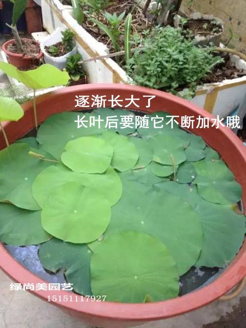 水缸藕种植方法-水缸藕种植方法图片